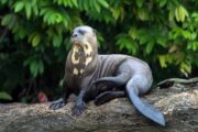 Otter in de Amazone van Peru