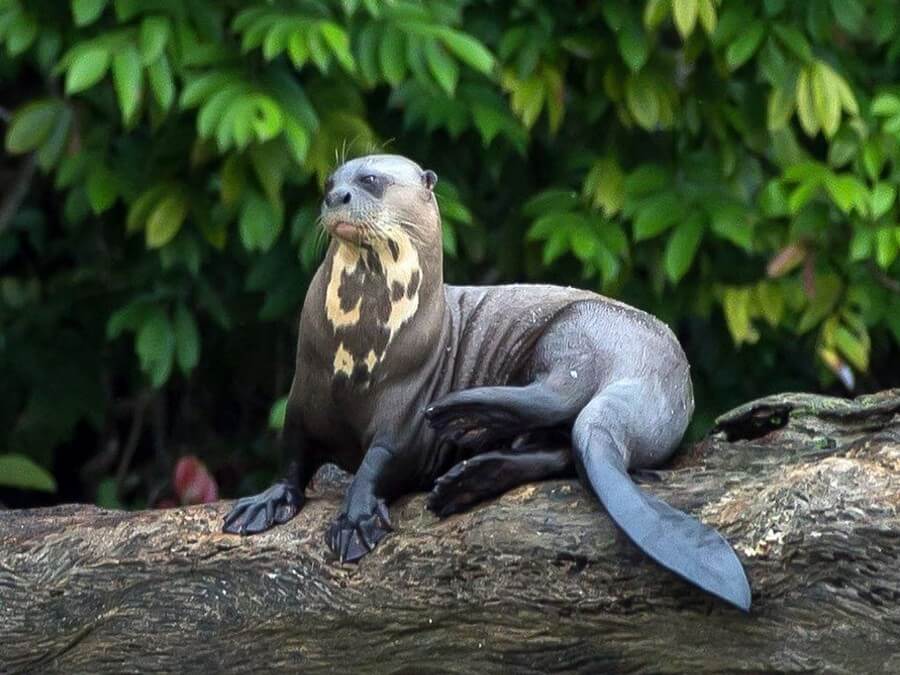 Otter in de Amazone van Peru