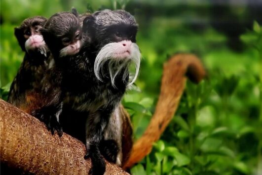 Tambopata Research Center Tamarin Monkeys Amazon