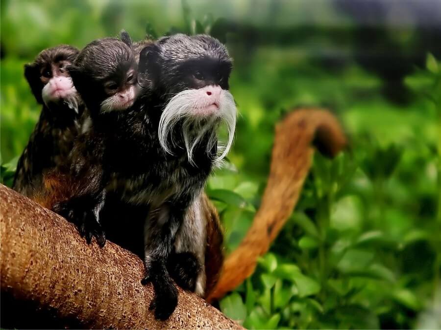 Tambopata Research Center Tamarin Monkeys Amazon