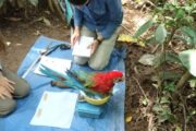 Macaw at Tambopata Research Center