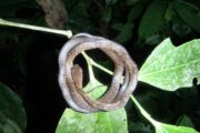 baby snake in Tambopata