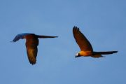 Flying Macaws