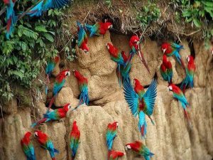 Macaw clay lick Amazon Peru