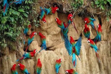 Macaw clay lick Amazon Peru tour