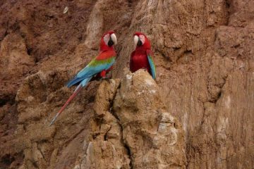 Macaw Amazon clay lick