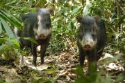 Peccaries