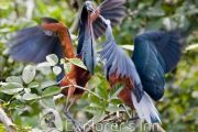 Blue herons. Explorer's inn