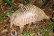 Armadillo at Explorer's Inn