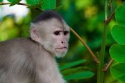 Capuchin Monkey