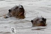 Giant Otters