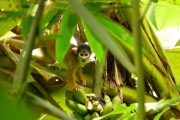 Squirrel monkey