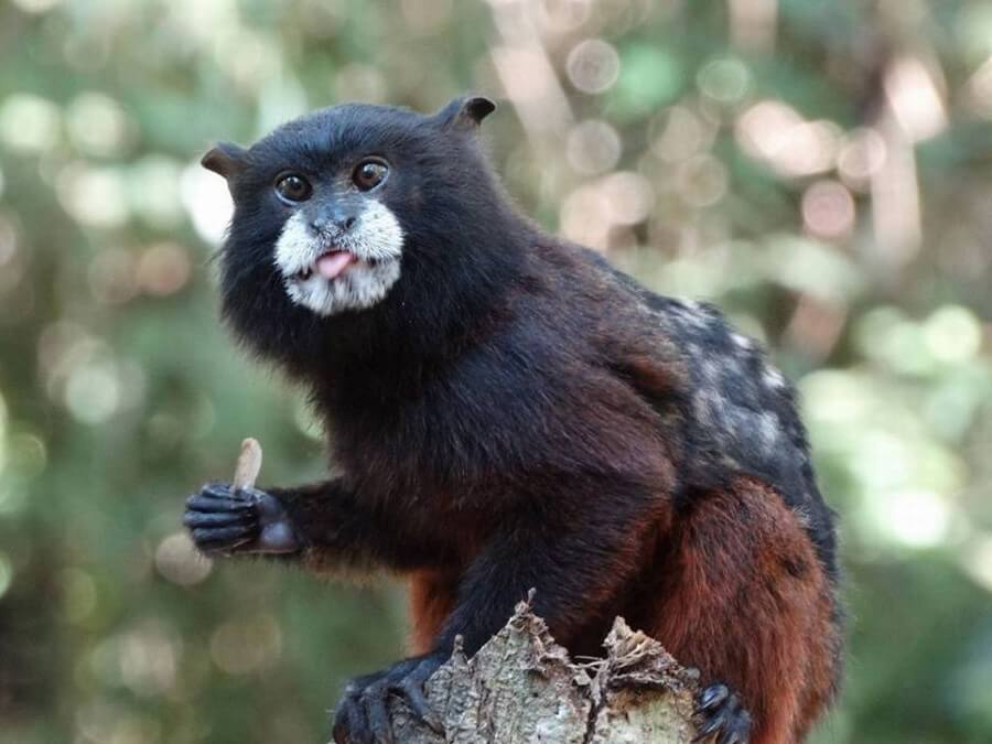 Tamarin monkey