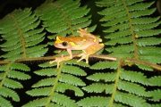 Tree frog