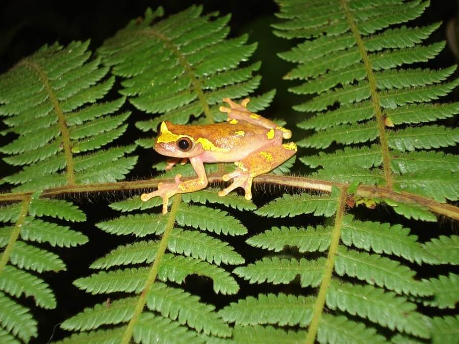 Boomkikker Amazone tour Ecuador