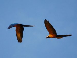 Flying macaws