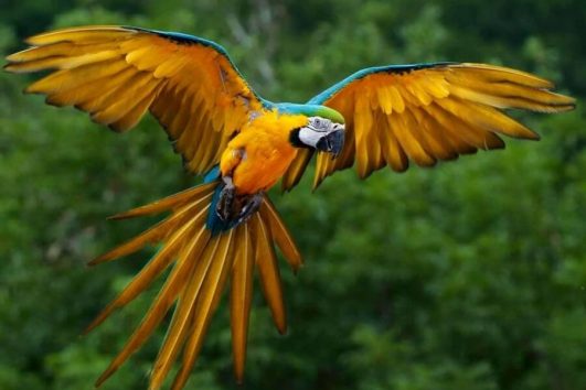 Blue and Yellow Macaw