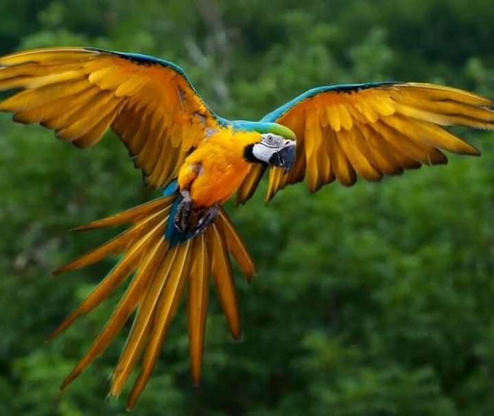 Blue and Yellow Macaw