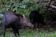 Wild Peccaries