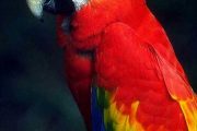 Red Macaw