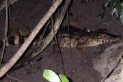 Small caiman