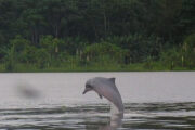 Fresh water dolphin Cuyabeno Amazon Ecuador