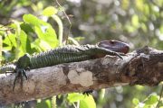 Iguana