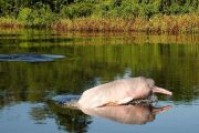 Pink fresh water dolphin in Amazon