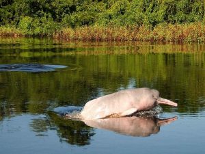 Pink fresh water dolphin in Amazon