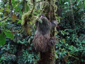 Sloth Amazon Iquitos Peru