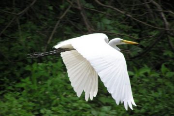 Flying white Amazon heron