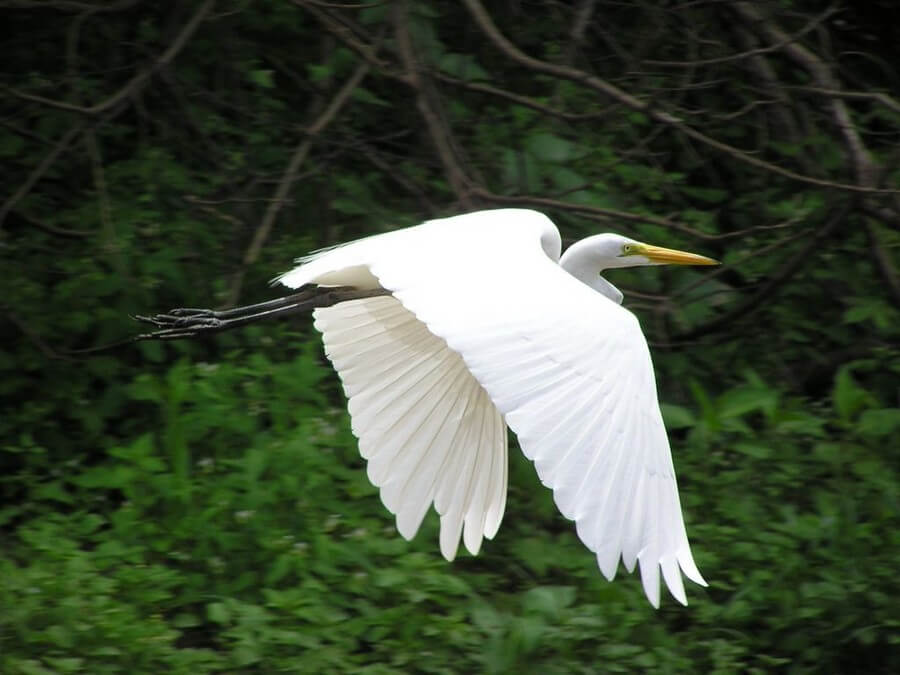 Flying white Amazon heron