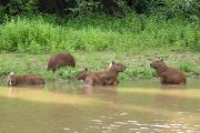 Capybaras in river