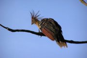 Hoatzin