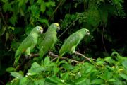 Green parrots