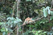 Squirrel Monkey with baby