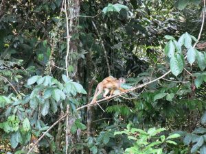 Squirrel Monkey with baby