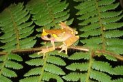 Amazon tree frog