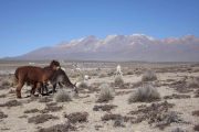 Alpacas and Lamas