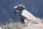 Young and adult condor at Cruz del Condor