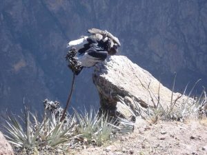 Young and adult condor at Cruz del Condor