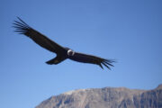 Condor in Colca Vallei Peru reis