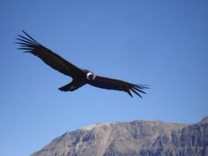 Condor at Cruz del Condor viewpoint