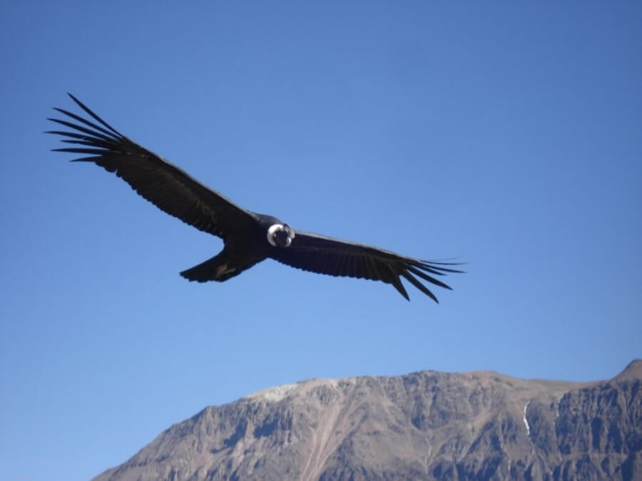 Condor in Colca Vallei Peru reis