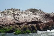 Islas Ballestas, Paracas