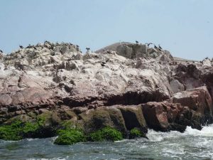 Islas Ballestas, Paracas tour