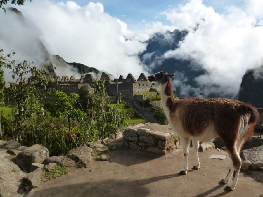 Lama view of Machu Picchu