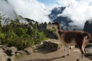 Lama view of Machu Picchu Peru tours