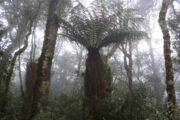 Amboro cloud forest