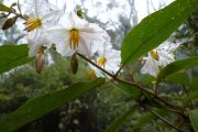 Parque Amboro Flowers